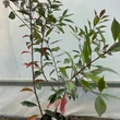 Kép 2/4 - Photinia 'Red Compact' – Törpe korallberkenye