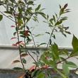 Kép 3/4 - Photinia 'Red Compact' – Törpe korallberkenye