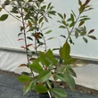 Kép 1/4 - Photinia 'Red Compact' – Törpe korallberkenye