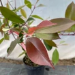 Kép 3/3 - Photinia x fraseri 'Red Robin Blood' – Korallberkenye