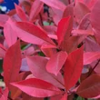 Kép 4/6 - Photinia x fraseri 'Carre Rouge' (syn.: 'Mandarino') – Korallberkenye