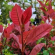 Kép 3/6 - Photinia x fraseri 'Carre Rouge' (syn.: 'Mandarino') – Korallberkenye