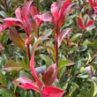 Kép 7/8 - Photinia x fraseri 'Carre Rouge' (syn.: 'Mandarino') – Korallberkenye