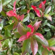 Kép 8/8 - Photinia x fraseri 'Carre Rouge' (syn.: 'Mandarino') – Korallberkenye