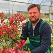Kép 2/6 - Photinia x fraseri 'Carre Rouge' (syn.: 'Mandarino') – Korallberkenye