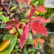 Kép 4/6 - Photinia fraseri 'Louise' (syn.: 'McLarlou') – Korallberkenye