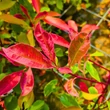 Kép 3/6 - Photinia fraseri 'Louise' (syn.: 'McLarlou') – Korallberkenye