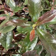 Kép 6/6 - Photinia fraseri 'Louise' (syn.: 'McLarlou') – Korallberkenye