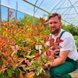 Kép 2/6 - Photinia fraseri 'Louise' (syn.: 'McLarlou') – Korallberkenye