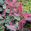 Kép 1/3 - Photinia x fraseri 'Pink Marble'® (syn.: 'Cassini') – Rózsaszín tarkalevelű korallberkenye