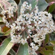 Kép 2/3 - Photinia x fraseri 'Pink Marble'® (syn.: 'Cassini') – Rózsaszín tarkalevelű korallberkenye