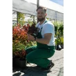 Kép 2/2 - Physocarpus opulifolius 'All Black' – Bangitalevelű hólyagvessző
