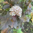 Kép 2/4 - Physocarpus opulifolius 'Andre' – Bangitalevelű hólyagvessző