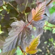 Kép 3/4 - Physocarpus opulifolius 'Andre' – Bangitalevelű hólyagvessző