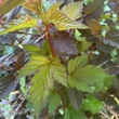 Kép 4/4 - Physocarpus opulifolius 'Andre' – Bangitalevelű hólyagvessző