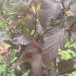 Kép 5/6 - Physocarpus opulifolius 'Diable d'Or'® – Bangitalevelű hólyagvessző
