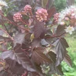 Kép 2/6 - Physocarpus opulifolius 'Diable d'Or'® – Bangitalevelű hólyagvessző