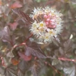 Kép 4/6 - Physocarpus opulifolius 'Diable d'Or'® – Bangitalevelű hólyagvessző