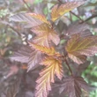 Kép 3/6 - Physocarpus opulifolius 'Diable d'Or'® – Bangitalevelű hólyagvessző