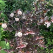 Kép 2/3 - Physocarpus opulifolius 'Lady in Red' - Bangitalevelű hólyagvessző