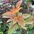 Kép 3/3 - Physocarpus opulifolius 'Little Angel' – Bangitalevelű hólyagvessző