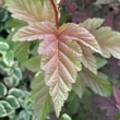 Kép 2/3 - Physocarpus opulifolius 'Little Angel' – Bangitalevelű hólyagvessző