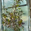 Kép 1/5 - Physocarpus opulifolius 'Red Gnom' – Bangitalevelű hólyagvessző