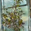 Kép 1/5 - Physocarpus opulifolius 'Red Gnom' – Hólyagvessző