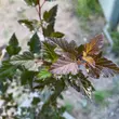Kép 3/5 - Physocarpus opulifolius 'Red Gnom' – Bangitalevelű hólyagvessző