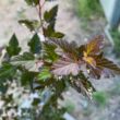 Kép 3/5 - Physocarpus opulifolius 'Red Gnom' – Hólyagvessző