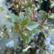 Kép 4/5 - Physocarpus opulifolius 'Red Gnom' – Hólyagvessző