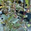 Kép 5/5 - Physocarpus opulifolius 'Red Gnom' – Bangitalevelű hólyagvessző