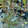 Kép 5/5 - Physocarpus opulifolius 'Red Gnom' – Hólyagvessző