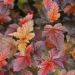 Kép 1/7 - Physocarpus opulifolius 'Zdechovice' – Bangitalevelű hólyagvessző