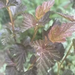 Kép 2/7 - Physocarpus opulifolius 'Zdechovice' – Bangitalevelű hólyagvessző