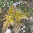 Kép 4/7 - Physocarpus opulifolius 'Zdechovice' – Bangitalevelű hólyagvessző