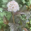 Kép 7/7 - Physocarpus opulifolius 'Zdechovice' – Bangitalevelű hólyagvessző