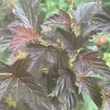 Kép 6/7 - Physocarpus opulifolius 'Zdechovice' – Bangitalevelű hólyagvessző