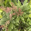 Kép 2/3 - Pieris 'Debutante' – Babérhanga