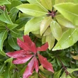 Kép 4/6 - Pieris japonica 'Mountain Fire' – Babérhanga