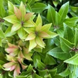 Kép 5/6 - Pieris japonica 'Mountain Fire' – Babérhanga