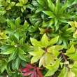 Kép 6/6 - Pieris japonica 'Mountain Fire' – Babérhanga