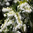 Kép 1/3 - Pieris 'Temple Bells' – Babérhanga