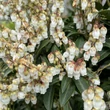 Kép 2/3 - Pieris 'Temple Bells' – Babérhanga