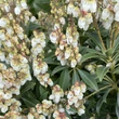 Kép 3/3 - Pieris 'Temple Bells' – Babérhanga