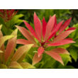 Kép 2/3 - Pieris japonica 'Mountain Fire' – Babérhanga - képek rendelés vásárlás a Megyeri Szabolcs Kertészeti webáruházban.