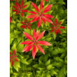 Kép 3/3 - Pieris japonica 'Mountain Fire' – Babérhanga - képek rendelés vásárlás a Megyeri Szabolcs Kertészeti webáruházban.