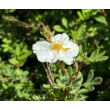 Kép 2/2 - Potentilla fruticosa 'Abbotswood' – Fehér virágú cserjés pimpó - képek rendelés vásárlás a Megyeri Szabolcs Kertészeti webáruházban.