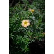 Kép 2/2 - Potentilla fruticosa 'Bella Apple'® (syn.: 'Hachapple') – Cserjés pimpó