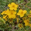 Kép 3/8 - Potentilla fruticosa 'Goldfinger' - Cserjés pimpó